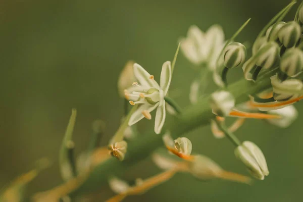 Detailní Záběr Krásné Zahradní Květiny — Stock fotografie