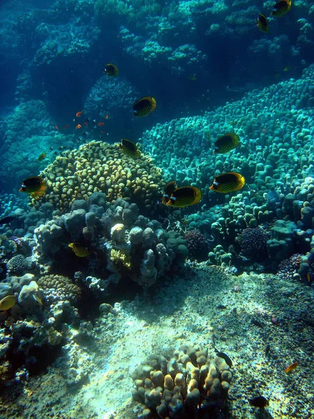 Colpo Verticale Dei Pesci Catturati Sotto Mare Concetto Sottomarino Subacqueo — Foto Stock