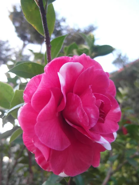 Colpo Verticale Bel Fiore Camelia — Foto Stock