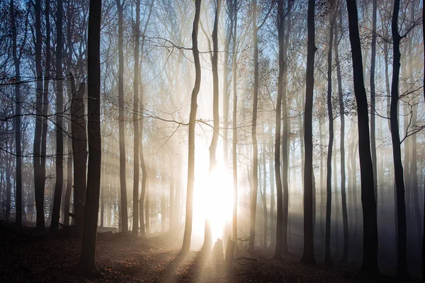 Skog Täckt Torkade Blad Och Träd Starkt Solljus Perfekt För — Stockfoto