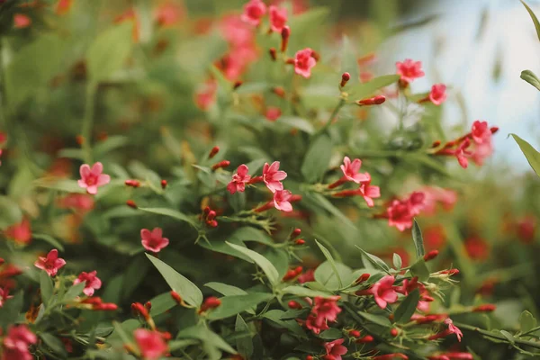 Bahçedeki Canlı Çiçeklerin Yakın Plan Çekimi — Stok fotoğraf