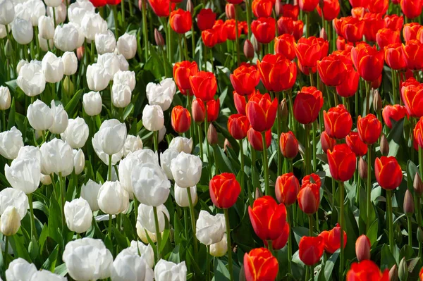 Gros Plan Belles Tulipes Rouges Blanches Fleurs Dans Champ — Photo