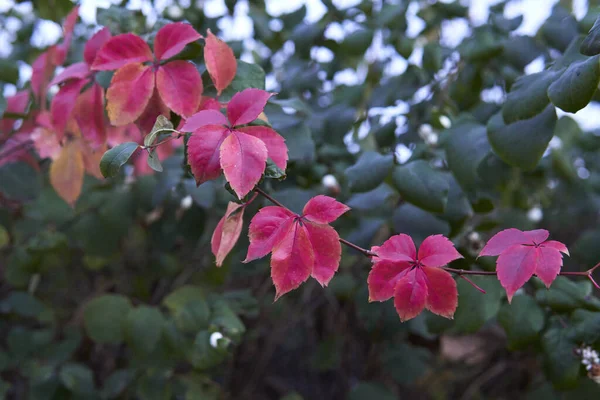 Een Close Shot Van Een Houtskool Tak Met Bladeren Herfst — Stockfoto