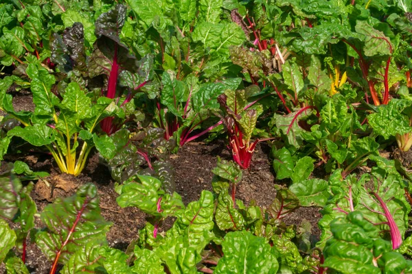 Closeup Red Green Plants Greenhouse — Stock Photo, Image