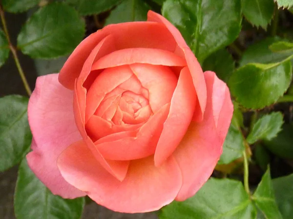 Selective Focus Shot Beautiful Bright Colored Rose — Stock Photo, Image