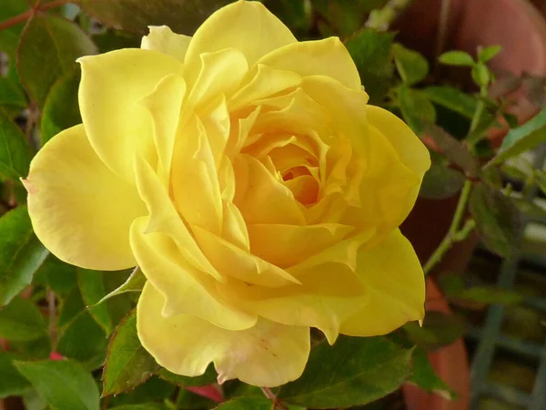 在花园里盛开的一朵美丽的黄色玫瑰的近照 — 图库照片