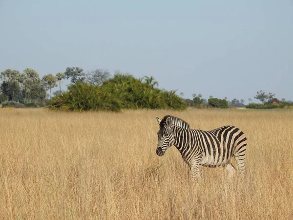 Okavango Delta Botswana Bir Zebranın Yakın Plan Çekimi — Stok fotoğraf