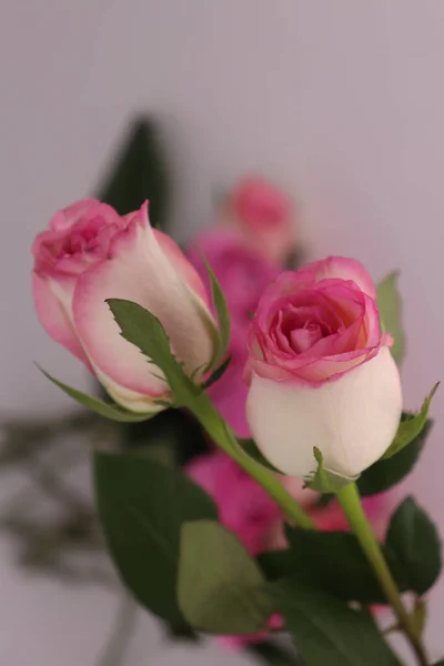 一束粉红色的玫瑰插在一束花中的垂直拍 — 图库照片