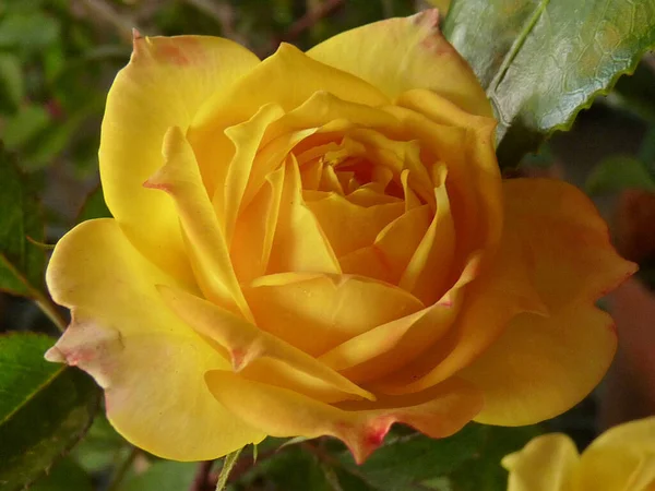 Primer Plano Una Hermosa Rosa Amarilla Plena Floración Que Crece — Foto de Stock