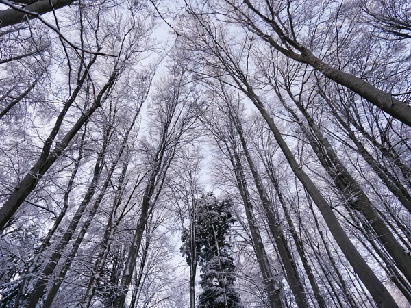 白雪覆盖的冬林中的低角高树 — 图库照片