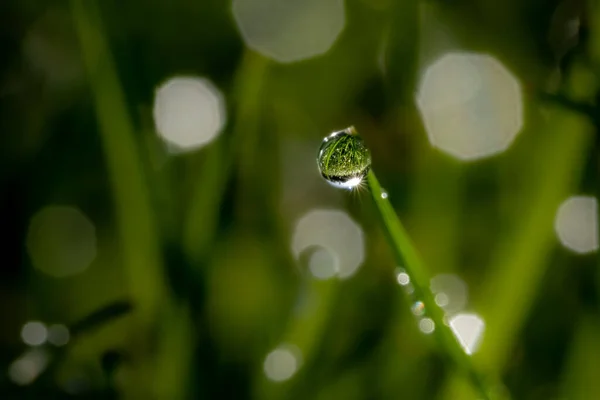 Tiro Foco Raso Orvalho Uma Planta — Fotografia de Stock