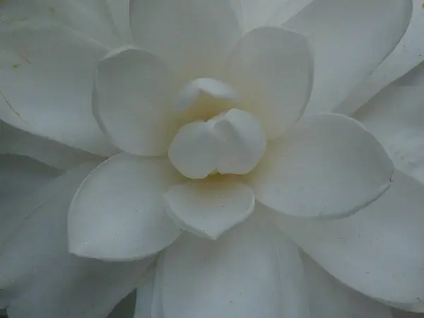 Closeup Shot White Camellia Flower Bloomed Botanical Garden — Stock Photo, Image