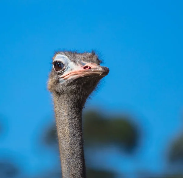 Closeup Shot Ostrich Head Blue Background — Stock Photo, Image