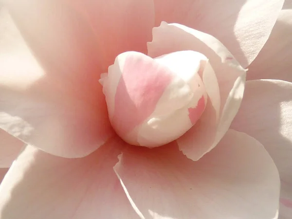 Macro Pink Camellia — Stock Photo, Image