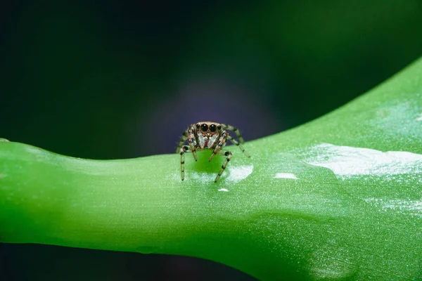 Gros Plan Une Petite Araignée Sauteuse Sur Feuillage Frais Humide — Photo