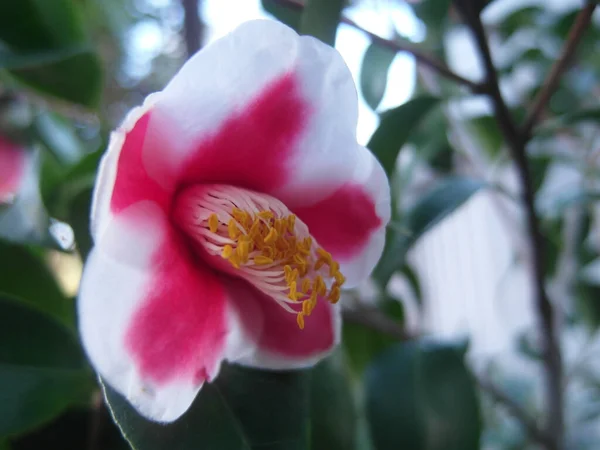 Zbliżenie Ujęcie Pięknego Kamelii Kwiat — Zdjęcie stockowe