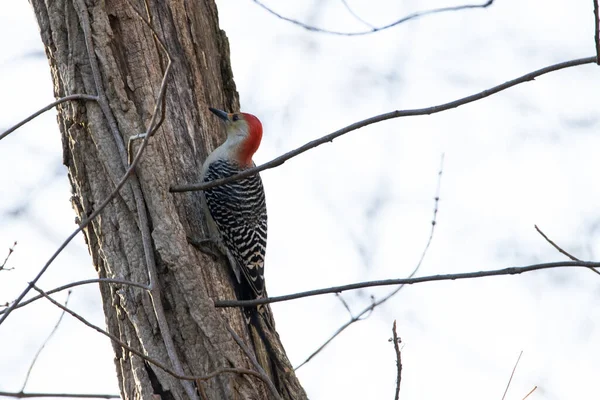Selective Focus Shot Woodpecker Perched Tree — Stock Photo, Image