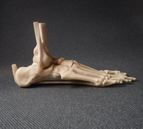Feet bones model recreation over a grey background.