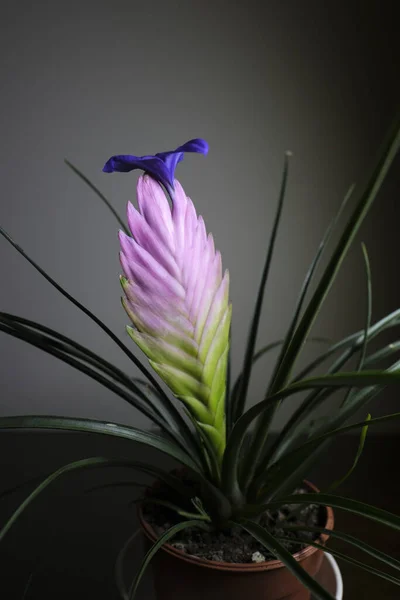 Pink Quill Una Especie Planta Fanerógama Perteneciente Familia Las Bromeliáceas — Foto de Stock