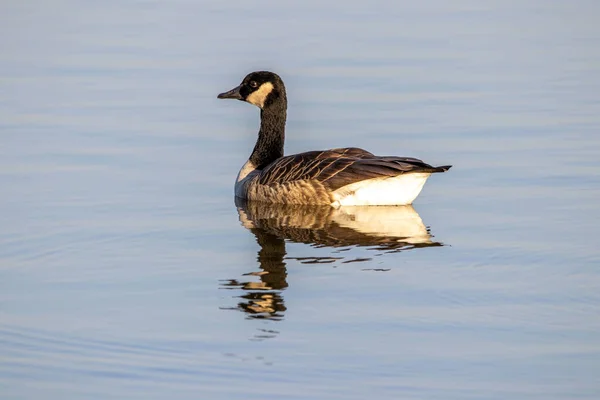 加拿大鹅在池塘上漂浮的选择性镜头 — 图库照片