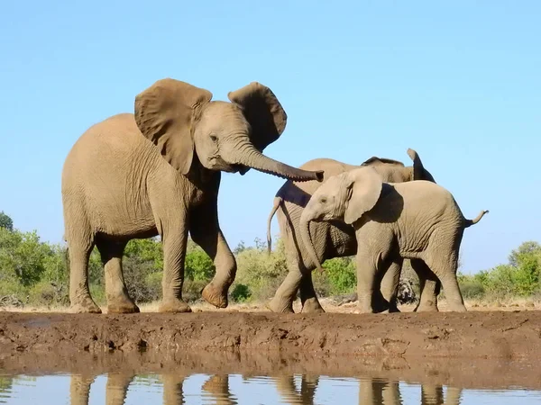 Una Mamá Elefante Con Terneros Pozo Agua Reserva Caza Mashatu — Foto de Stock