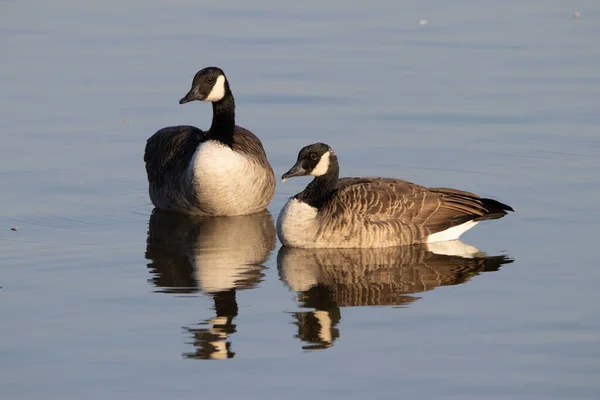 Eine Selektive Fokusaufnahme Kanadischer Gänse Die Auf Einem Teich Treiben — Stockfoto