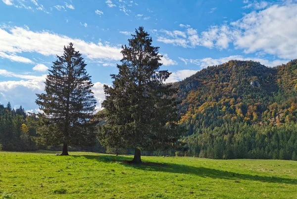 Een Prachtige Opname Van Bomen Een Weide Buurt Van Een — Stockfoto