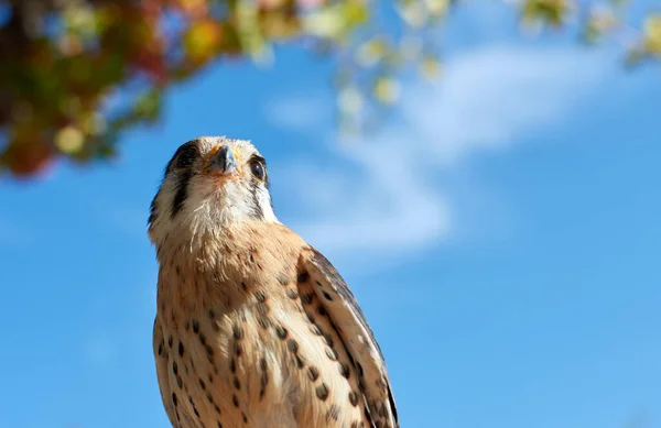 Een Lage Hoek Shot Van Een Pluizige Amerikaanse Torenvalk Vogel — Stockfoto