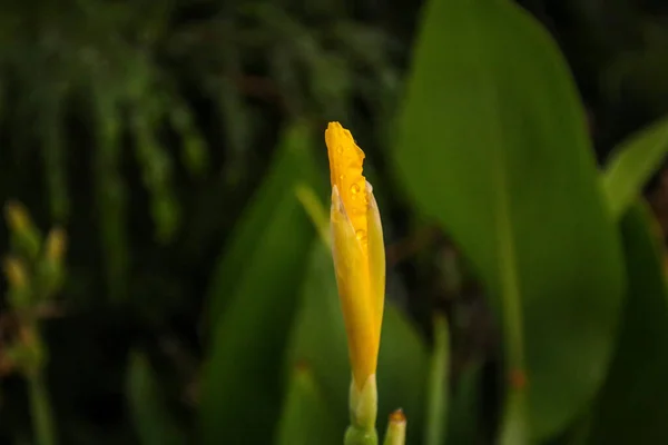 Eine Nahaufnahme Einer Gelben Blütenknospe — Stockfoto