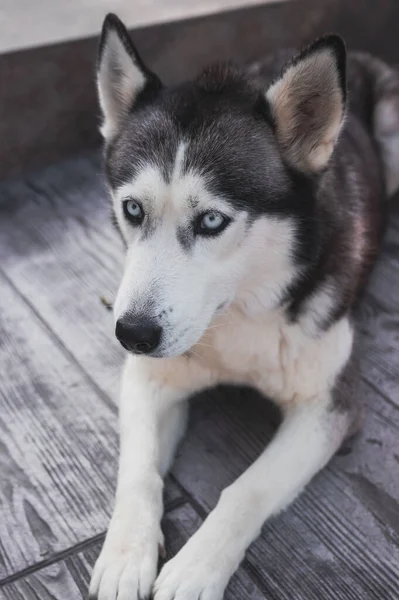 Tiro Vertical Husky Siberiano Chão Madeira Durante Dia — Fotografia de Stock