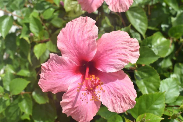 Närbild Rosa Hibiskusblomma Som Blommar Maui Hawaii — Stockfoto