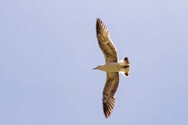 Tiro Ângulo Baixo Uma Gaivota Voando Céu Azul Verão Com — Fotografia de Stock