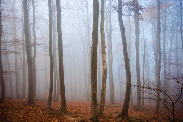 Erdő Borított Fák Köd Ősszel Nappal Tökéletes Tapéta — Stock Fotó
