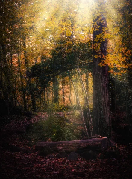 Een Prachtige Verticale Opname Van Fageda Jorda Bos Landschap Spanje — Stockfoto