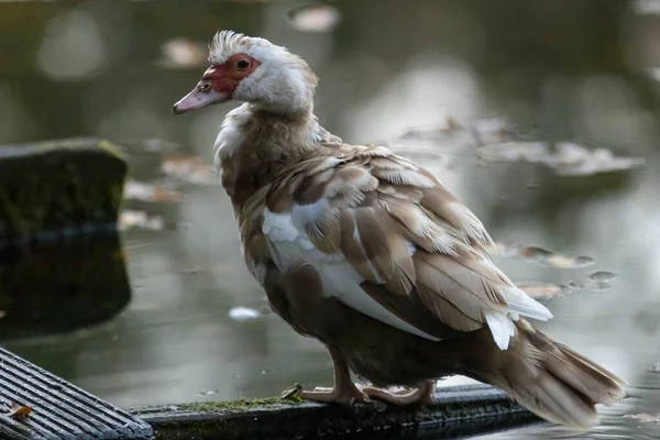 Pohled Celé Tělo Podzimní Barevné Pižmové Kachny Červeným Zobákem Obličejem — Stock fotografie