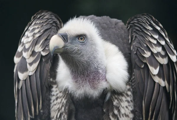 Close Abutre Griffon Pássaro Rapina — Fotografia de Stock