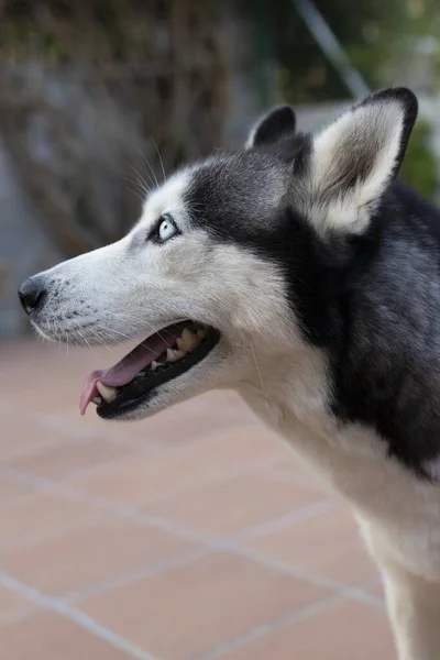 Bir Sibirya Husky Sinin Fayans Zemininde Gündüz Çekilmiş Dikey Bir — Stok fotoğraf