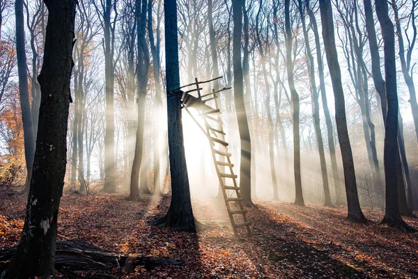 Trästege Som Lutar Sig Mot Ett Träd Skog Starkt Solljus — Stockfoto