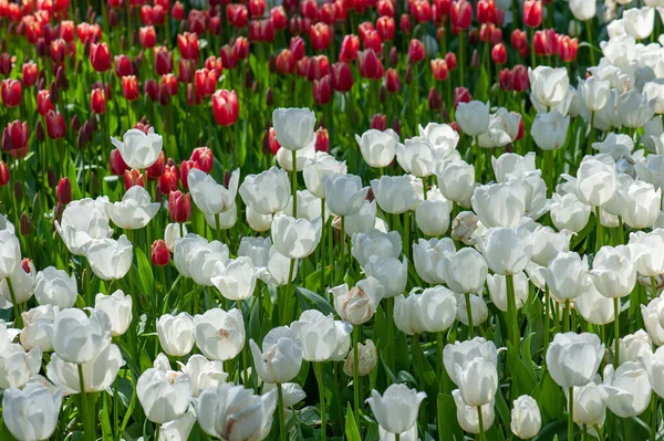 Gros Plan Belles Tulipes Violettes Blanches Fleurs Dans Champ — Photo