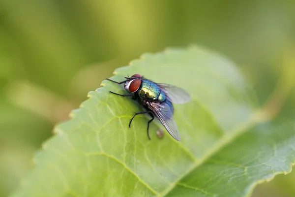 Mosca Verde Comum Lucilia Sericata Uma Varejeira Encontrada Maioria Das — Fotografia de Stock