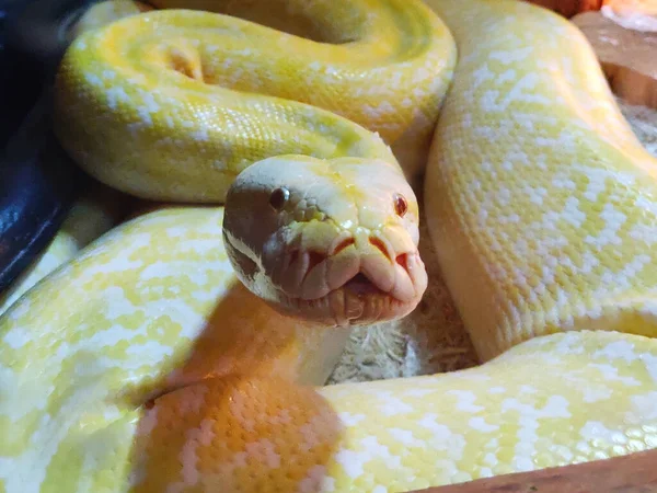 Gros Plan Énorme Python Boa Jaune — Photo