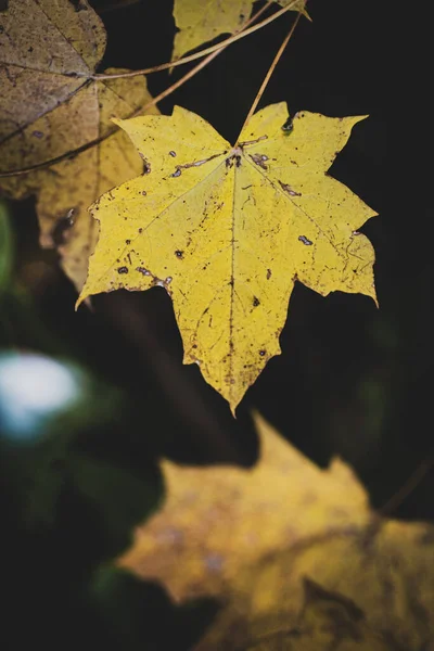 Eine Nahaufnahme Von Gelben Herbstblättern Auf Verschwommenem Hintergrund — Stockfoto