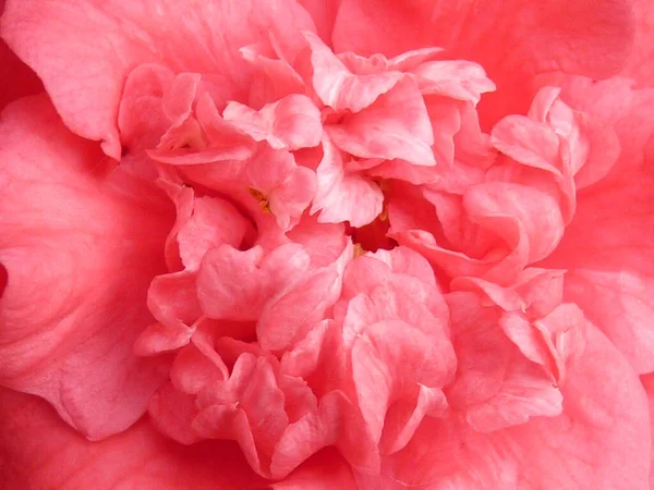 Ein Makro Einer Rosa Kamelienblüte — Stockfoto