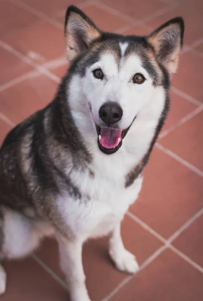 Tiro Vertical Husky Siberiano Chão Telha Durante Dia — Fotografia de Stock