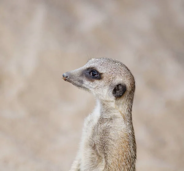 Closeup Adorable Meerkat Wild — Stock Photo, Image