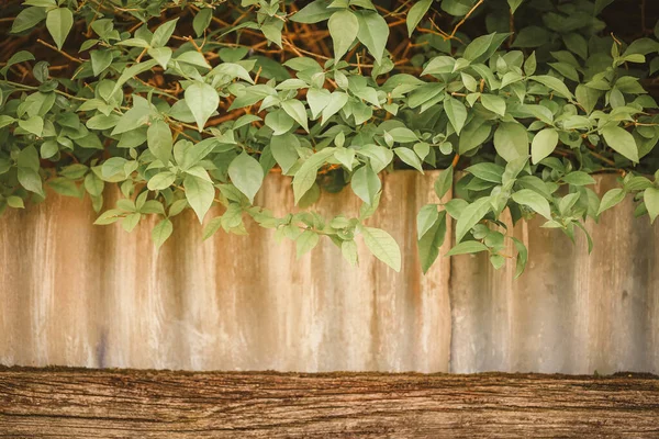 Bougainvillea Häckgarvning Korrugerat Järnstängsel Lantlig Trädgård — Stockfoto