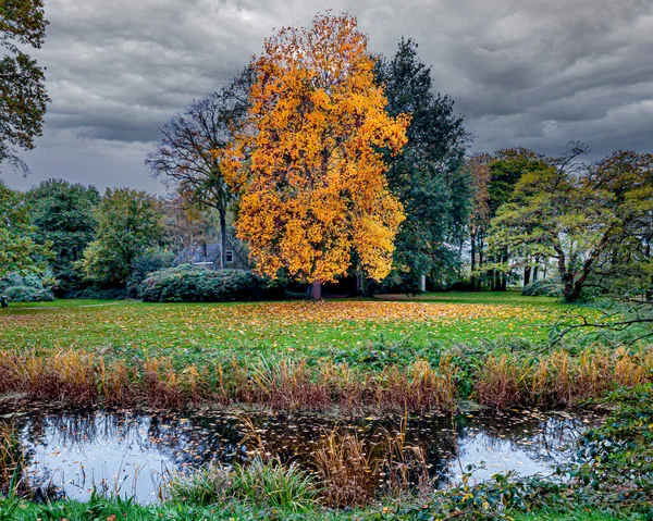 Gele Bladeren Vallen Één Voor Één Het Steenvoorde Park Rijswijk — Stockfoto