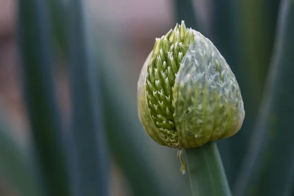 Eine Nahaufnahme Von Frühlingszwiebelblume Versteckt Zwischen Pflanzen Gemüsegarten — Stockfoto