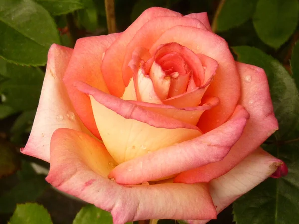 Selektywne Ujęcie Ostrości Pięknej Jasnej Róży — Zdjęcie stockowe