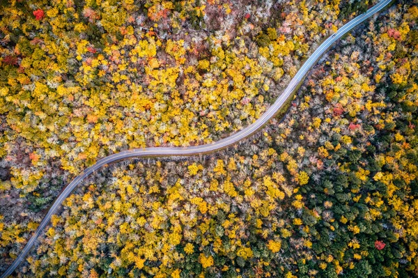 Letecký Záběr Dlouhé Stezky Vedoucí Mezi Žlutými Podzimními Stromy — Stock fotografie